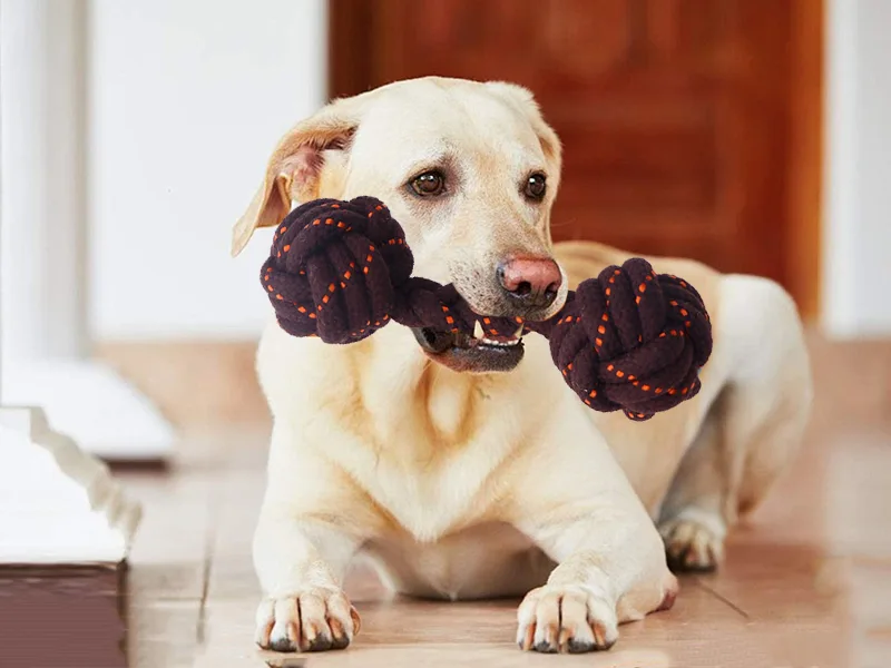 Hvordan man vælger hunde tyggelegetøj？